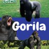 Seri Dunia Satwa: Gorila